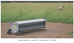 Lamb creep feeder Seaford Head 13 8 2021