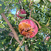 Crete 2021 – Pomegranates