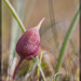 189/366: Alien Flowerbud...No, It's a Small Onion!