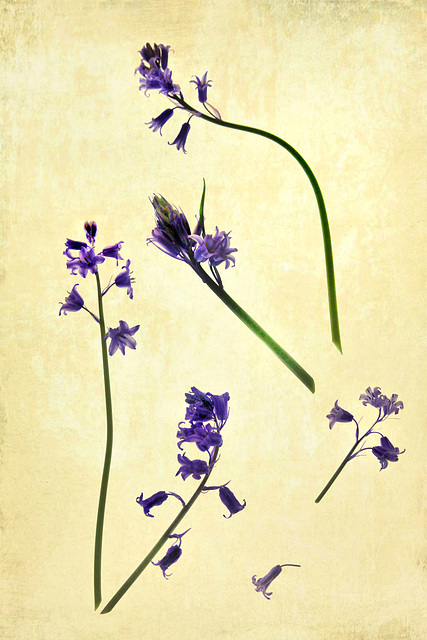 bluebell botanical