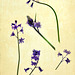 bluebell botanical
