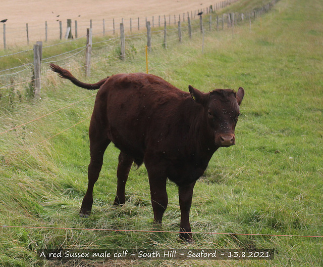 Sussex red calf, Seaford 13 8 2021