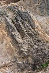 Felswand mit Physoplexis comosa - 2017-07-20_D4_DSC2905