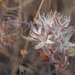 Trifolium stellata, Thirsty Land Poetry
