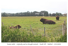 Sussex red cattle, Seaford 13 8 2021
