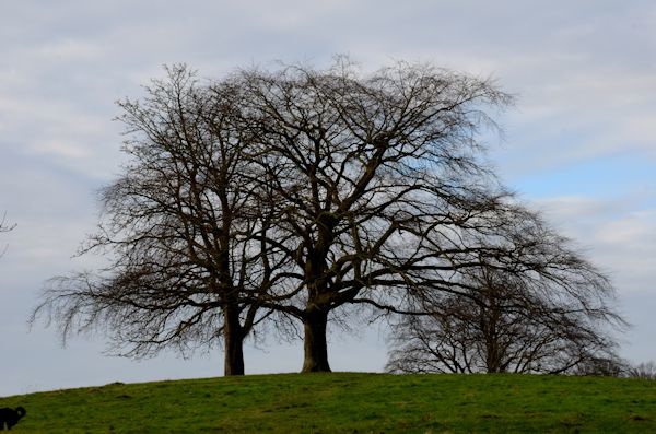Two (or three) trees
