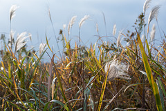 Dry weeds in fall