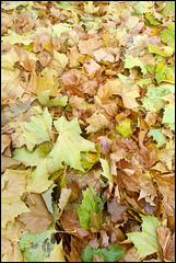 autumn leaves to scuff