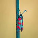 Six spot burnet moth