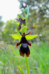 P1370661- Ophrys mouche (Ophrys insectifera) - Nébias, sentier nature.  05 mai 2021
