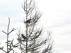 Two crows in a juniper
