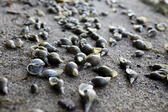 Washed Up Snails