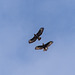 Buzzards Over The House 2 of 4 seen