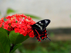 Schmetterling, perfekt auf die Blüte abgestimmt