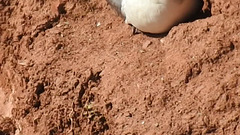 20180406 3624CP~V [PI] Eissturmvogel (Fulmarus glaciallis), Helgoland