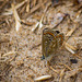 West Kirby  butterfly, I don 't recognise it though.