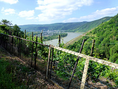 HFF mit Blick auf den Rhein