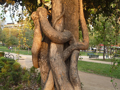 El árbol del abrazo
