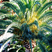 Kanarische Palme. ©UdoSm