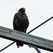 Swainson's Hawk female, dark-phase
