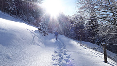 winter walk (2 x PiP)
