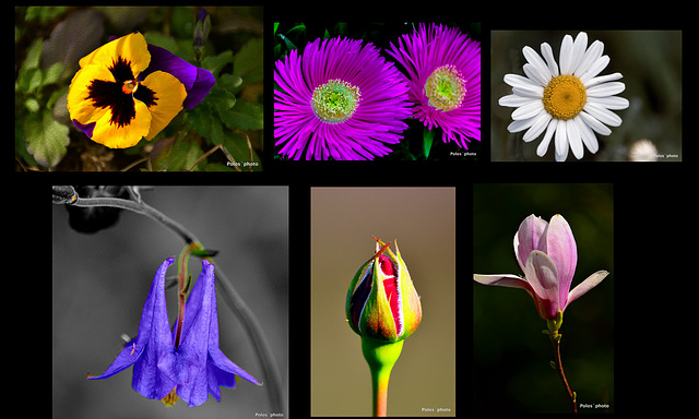 Collage de flora