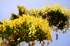 Agave: Majestätische Blüte und abruptes Ende - Agave: Majestic flowering and abrupt end - 4 PiPs