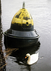 Marker Buoy and Mute Swan