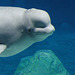 Beluga im Oceanogràfic Valencia (© Buelipix)