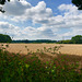 Fields near Edmonsham