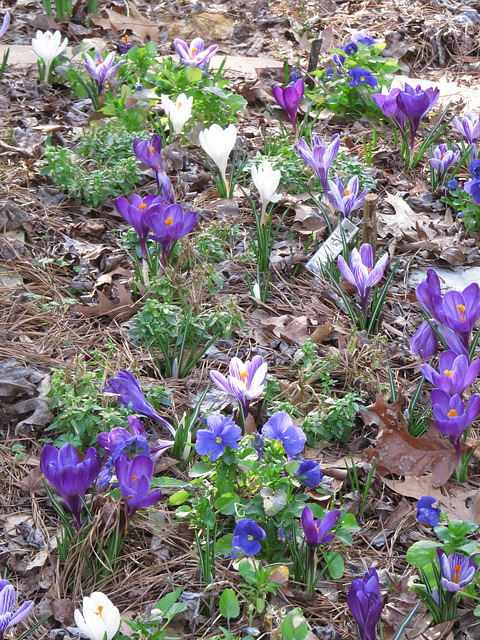 How about lots of crocuses