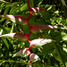 Heliconia sp. (chartacea?), Asa Wright, Trinidad