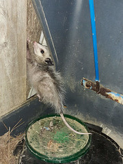 Baby opossum - Didelphus virginianus