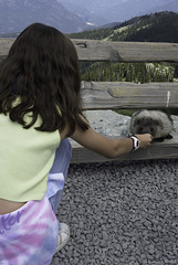 Hoary marmots können sehr zutraulich sein ... P.i.P. (© Buelipix)