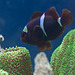 Black clownfish at Deep Sea World