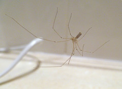 Daddy-long-legs Spider, Pholcus phalangioides