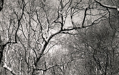 Branches II