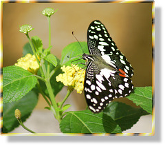 Zitrus-Schwalbenschwanz. (Papilio demodocus) ©UdoSm