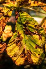 BESANCON: Une feuille de maronnier (Aesculus hippocastanum).