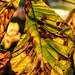 BESANCON: Une feuille de maronnier (Aesculus hippocastanum).