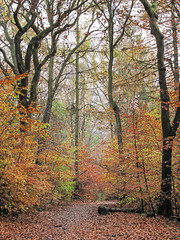 Autumn in Ecclesall Woods 1