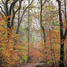 Autumn in Ecclesall Woods 1