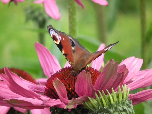 A peacock butterfly having lunch