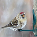 Common Redpoll in falling snow