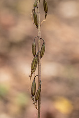 Tipularia disolor (Crane-fly orchid) seed capsules