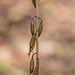 Tipularia disolor (Crane-fly orchid) seed capsules