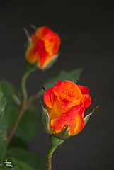 348/366: Orange & Peach Rose