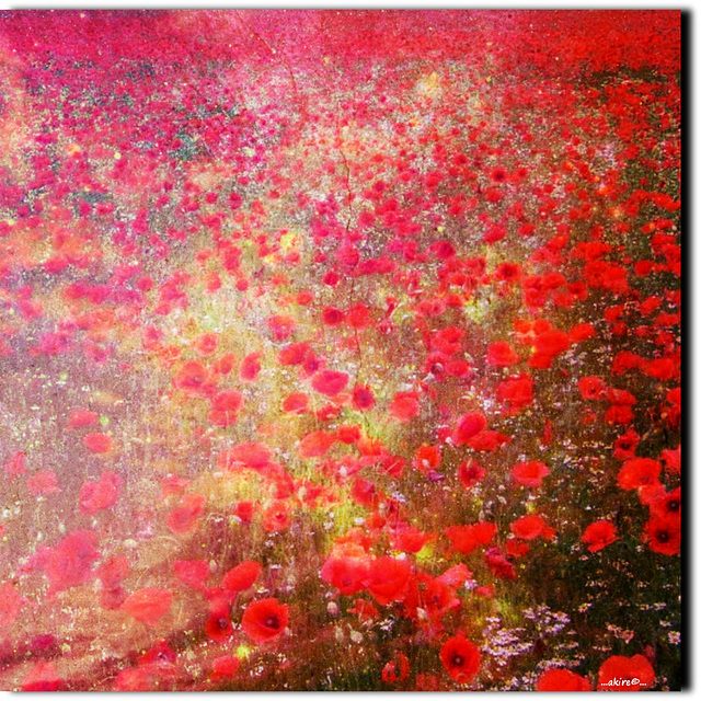 ...glowing in a field of poppies...