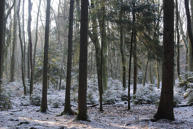 Forêt hivernale