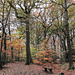 Autumn in Ecclesall Woods 3